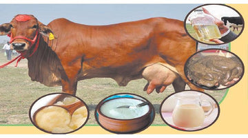 Panchgavya: Ancient Wisdom for Modern Wellness